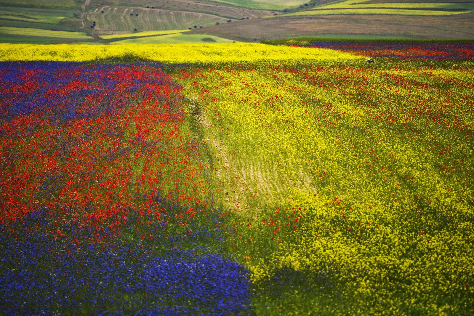 Campi fioriti sui piani di Castelluccio di Norcia, con distese di papaveri rossi, fiordalisi blu e fiori gialli